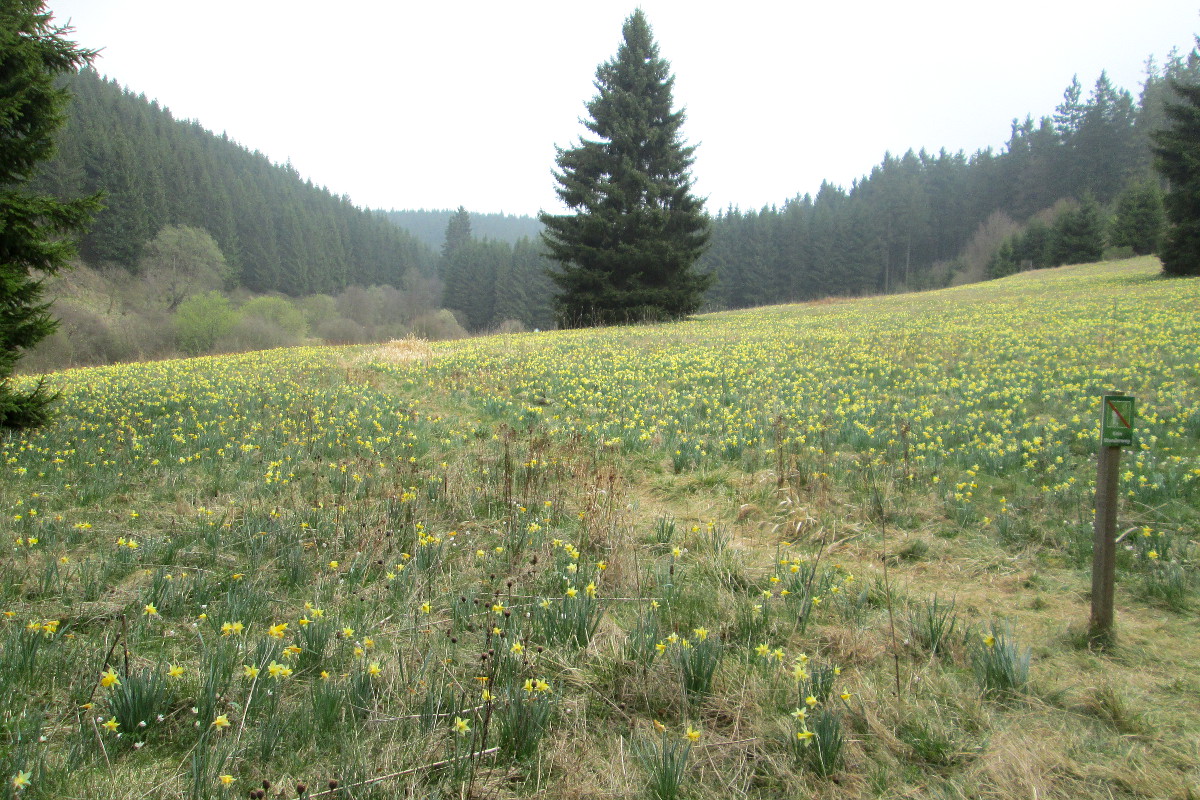 Narzissenwiese in der Eifel